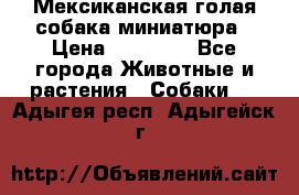 Мексиканская голая собака миниатюра › Цена ­ 53 000 - Все города Животные и растения » Собаки   . Адыгея респ.,Адыгейск г.